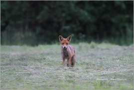 <p>LIŠKA OBECNÁ (Vulpes vulpes) Šluknovsko - Jiřikov /Red fox - Rotfuchs/</p>